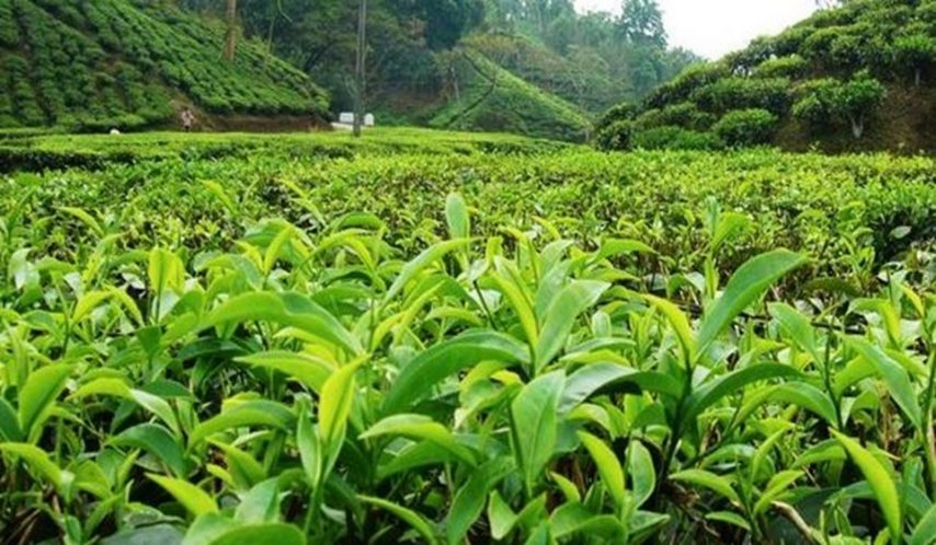 Tea Industry in Bihar, Darjaling of Bihar, Kishanganj Tea Plantation